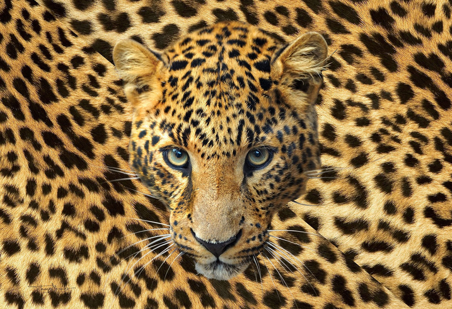 Model Front: Bali Blue Pareo Canga Face Panther