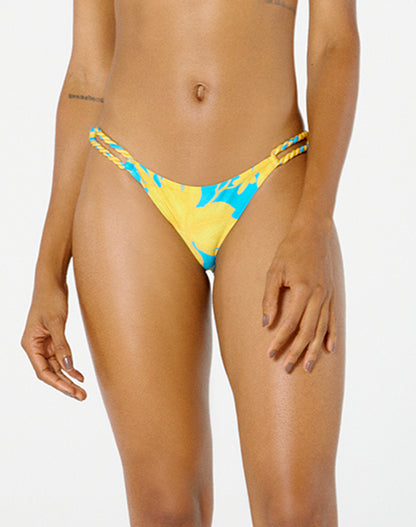 Gallery: Blueman Bottom Bottom Ubatuba Orquidario