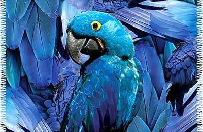 Product Front: Bali Blue Pareo Canga Arara Blue